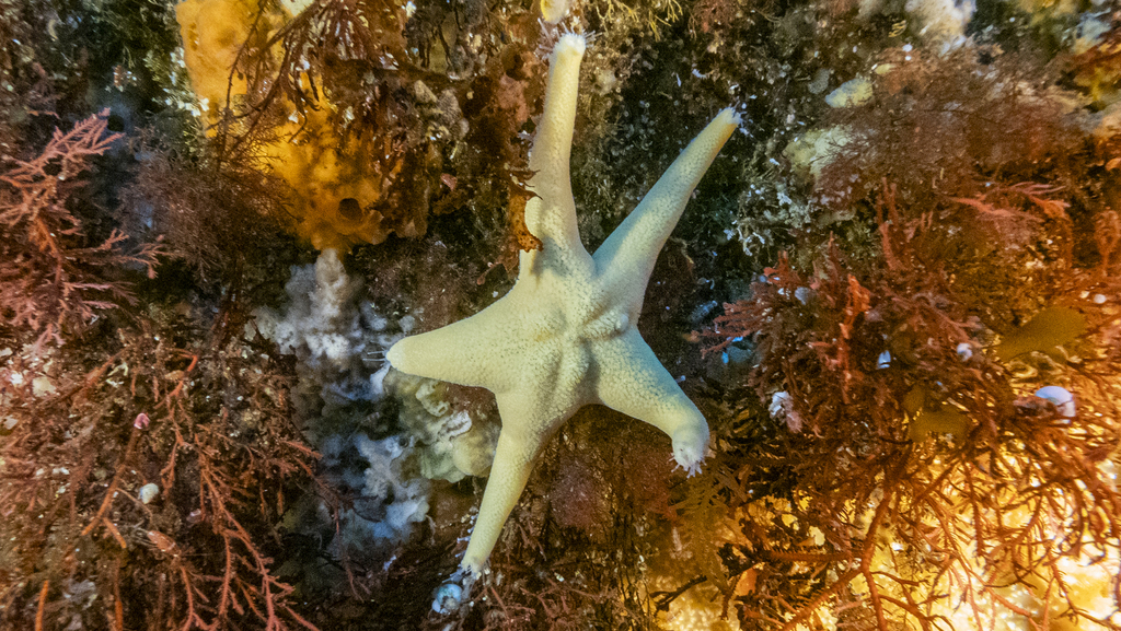 Acodontaster hodgsoni