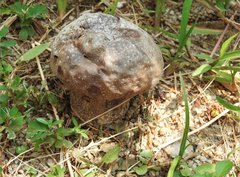 Calvatia lilacina