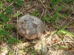 Calvatia lilacina