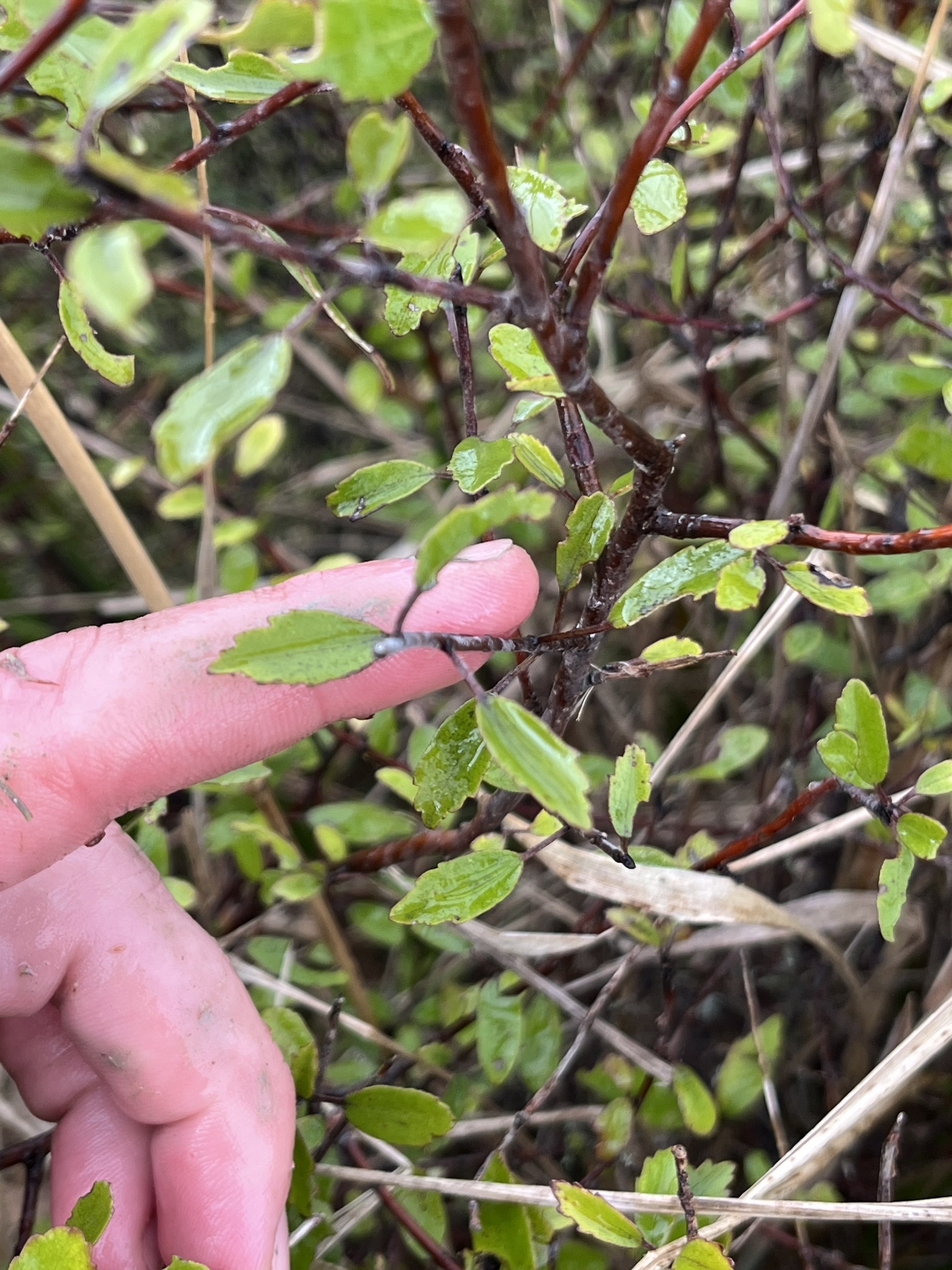 Lowland × Saltmarsh Ribbonwood Hybrid (Plagianthus ×)