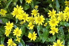 Arnica lanceolata