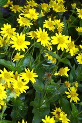 Arnica lanceolata