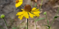 Helenium flexuosum