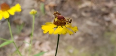 Helenium flexuosum