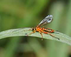 Echthromorpha agrestoria