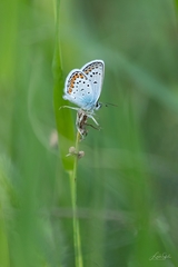 Plebejus argus