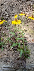 Helenium flexuosum