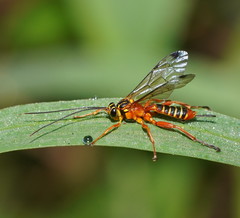 Echthromorpha agrestoria