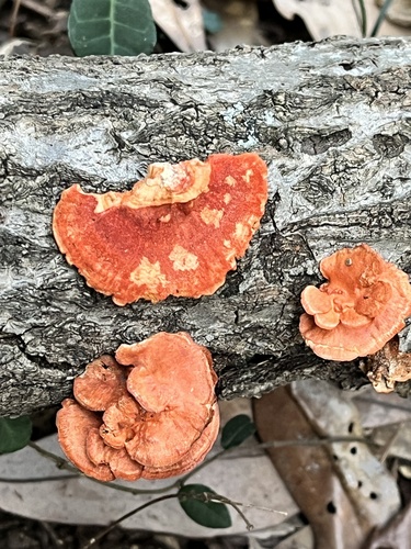 Trametes coccinea
