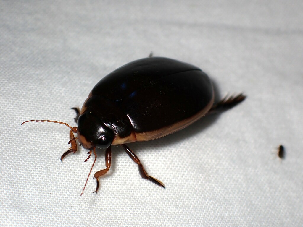 Onychohydrus hookeri