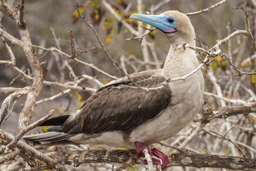 Red-footed booby