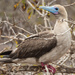 Red-footed Booby - Photo (c) Steve Harbula, some rights reserved (CC BY-NC), uploaded by Steve Harbula