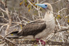 Red-footed Booby - Photo (c) Steve Harbula, some rights reserved (CC BY-NC), uploaded by Steve Harbula