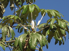 Cecropia pachystachya