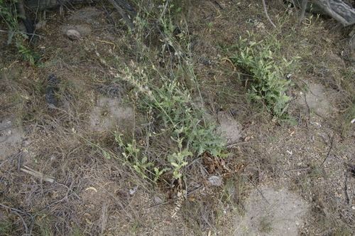 Image of Launaea intybacea by (c) Eric Knight, some rights reserved (CC BY)