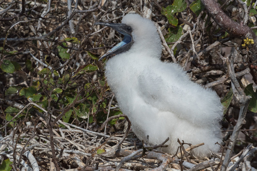 Red-footed Booby