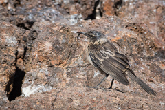 Mimus parvulus bauri