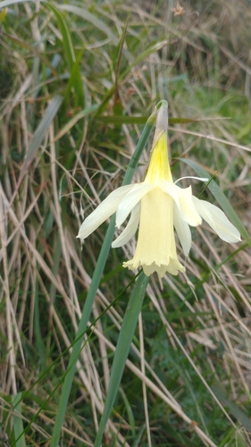 Narcissus pallidiflorus, photograph 6