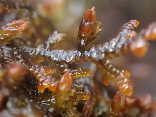 Image of Frullania nisquallensis by no rights reserved