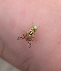 Zonosemata vittigera