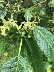 Dunalia solanacea