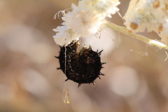 Junonia nigrosuffusa