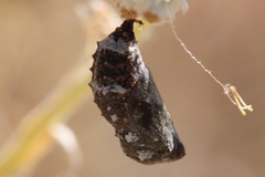 Junonia nigrosuffusa