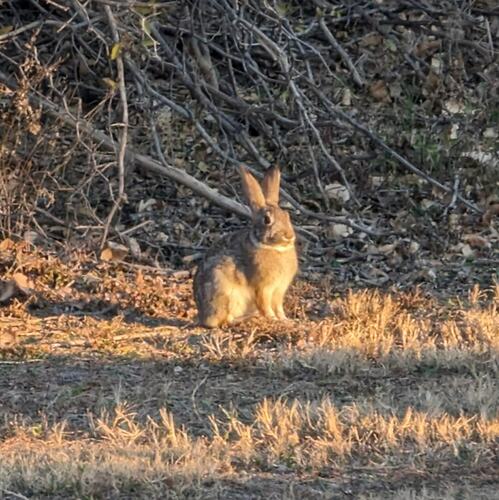 iNaturalist observation 2024-02-01
