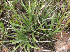 Hechtia podantha