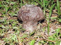 Calvatia lilacina