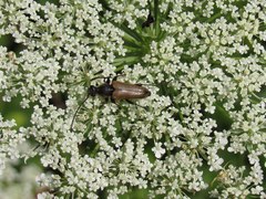 Trigonarthris