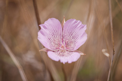 Calochortus striatus