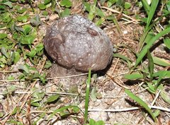 Calvatia lilacina