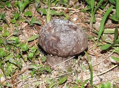 Calvatia lilacina