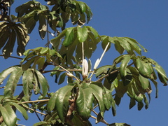 Cecropia pachystachya