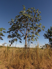 Cecropia pachystachya