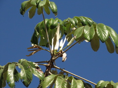 Cecropia pachystachya