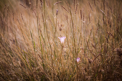 Calochortus striatus