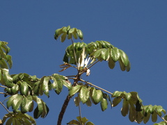 Cecropia pachystachya