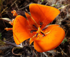 Calochortus kennedyi kennedyi