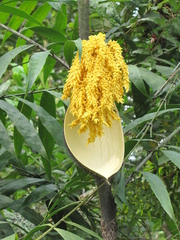 Desmoncus orthacanthos