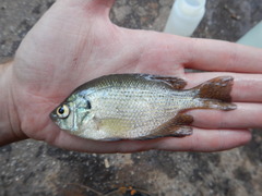 Centrarchus macropterus