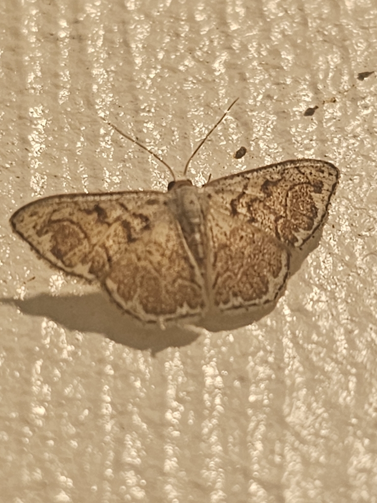 Idaea subfervens