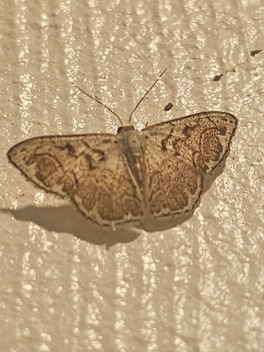 Idaea subfervens