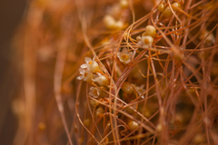 Cuscuta denticulata