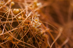 Cuscuta denticulata