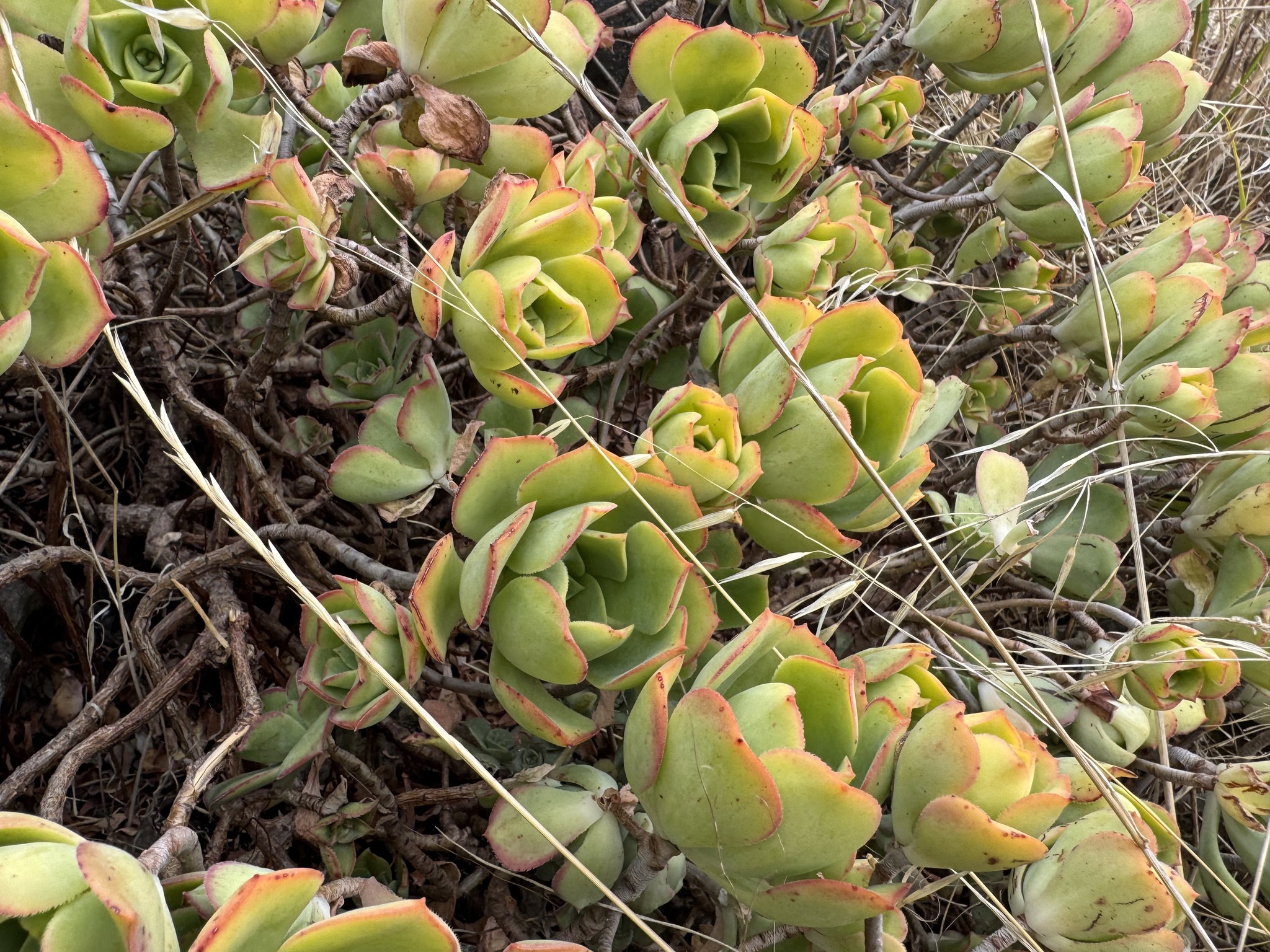 Imagem de Rosa-do-deserto