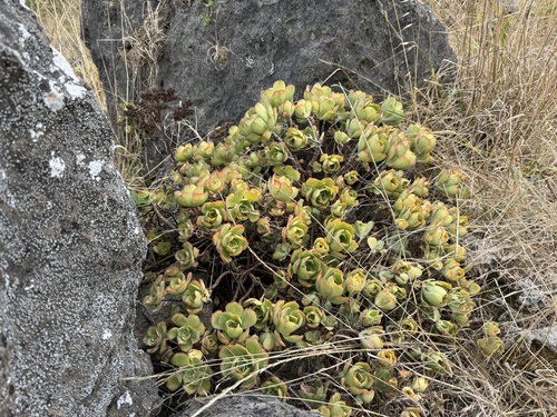 Foto de Rosa-do-deserto