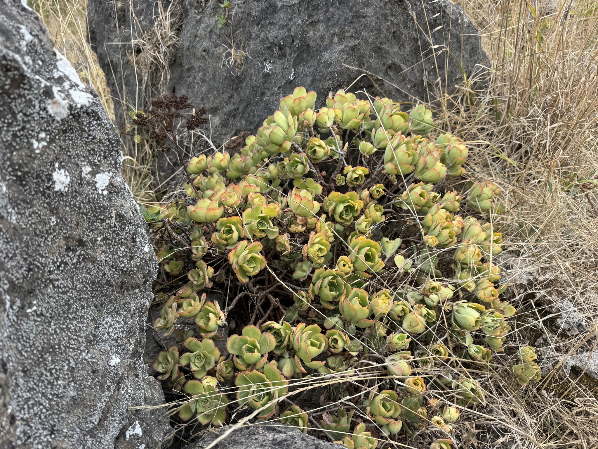 Imagem de Rosa-do-deserto