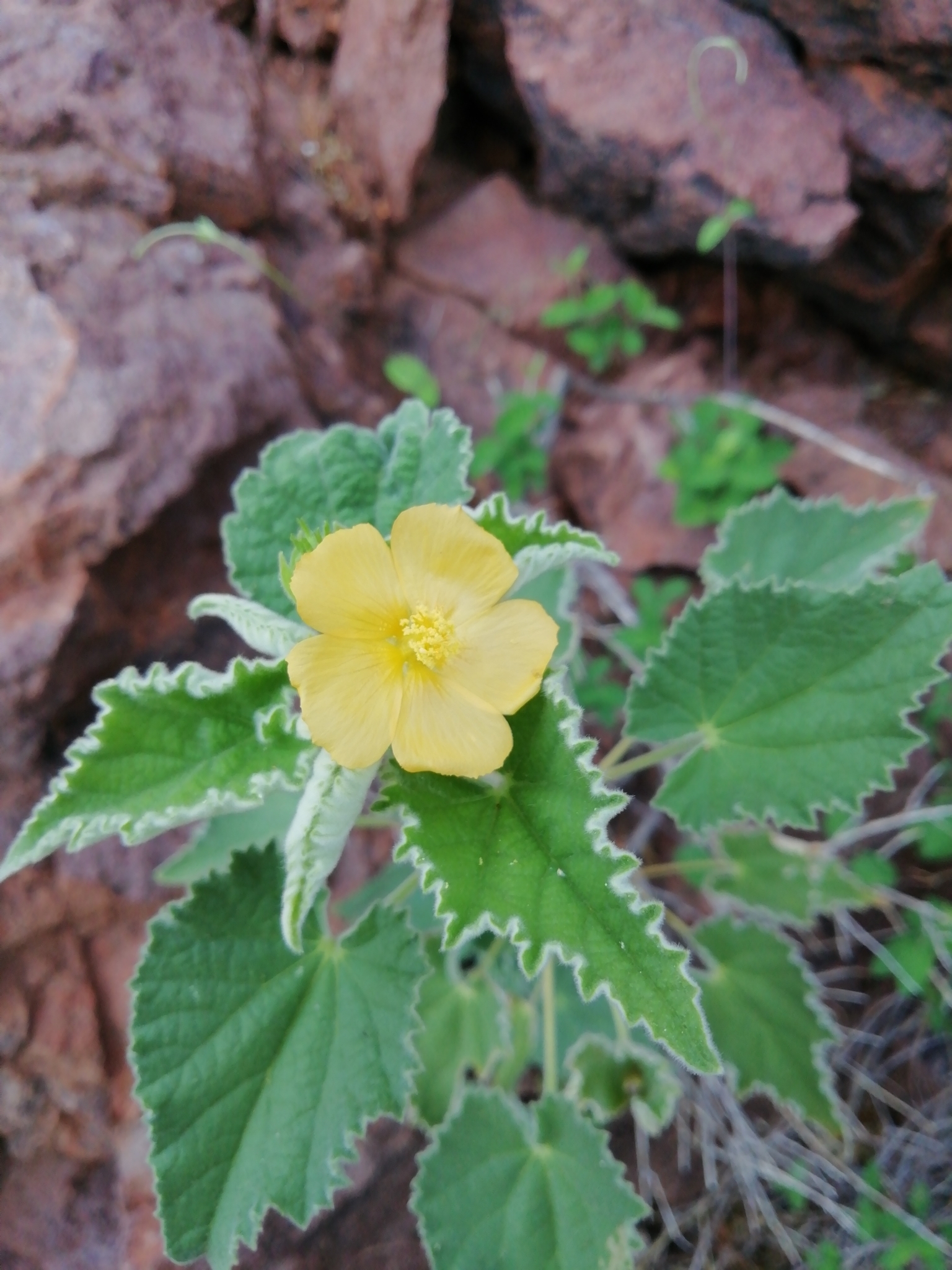 Abutilon parishii